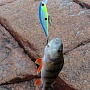 Pointer 65 SP & perch