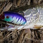Lucky Craft Malas Mat Tiger