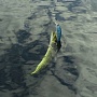 SK Jerk 100 � ���� � �������)