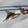 Minnow Pointer SP - ������ ��������.