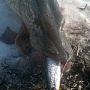   ,     Flash Pointer 115
