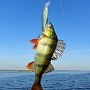 Pointer 78 DD & perch