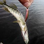 Иногда случаются результативные промахи на Lucky Craft Bevy Minnow 45SP