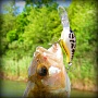 White Bass - "������"