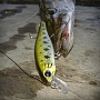 	Lucky Craft Pointer 48 SP	Aurora Bass