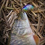 Lucky Craft Malas Mat Tiger