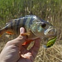 Shallow Cra-Pea