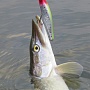   Nishiki