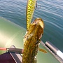 Pointer 128 - Pike
