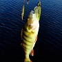 Redemption 3/8 CW & perch (2)