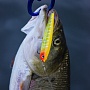 Gunfish 75