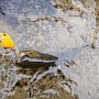 ������ �����