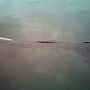 Трофей приятеля