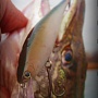 Pointer 95	Shad
