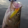 Gunfish 75 � �������� �� 3.1��.